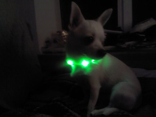 Dabis + LED siksniņa1