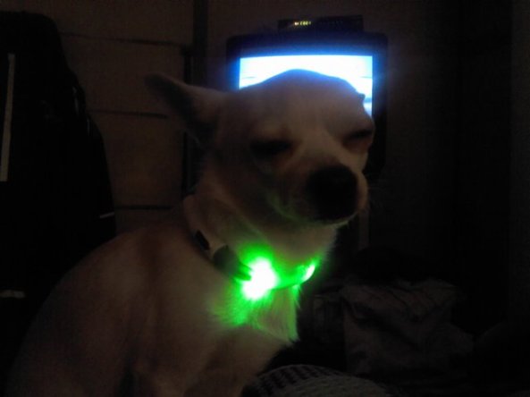 Dabis + LED siksniņa2